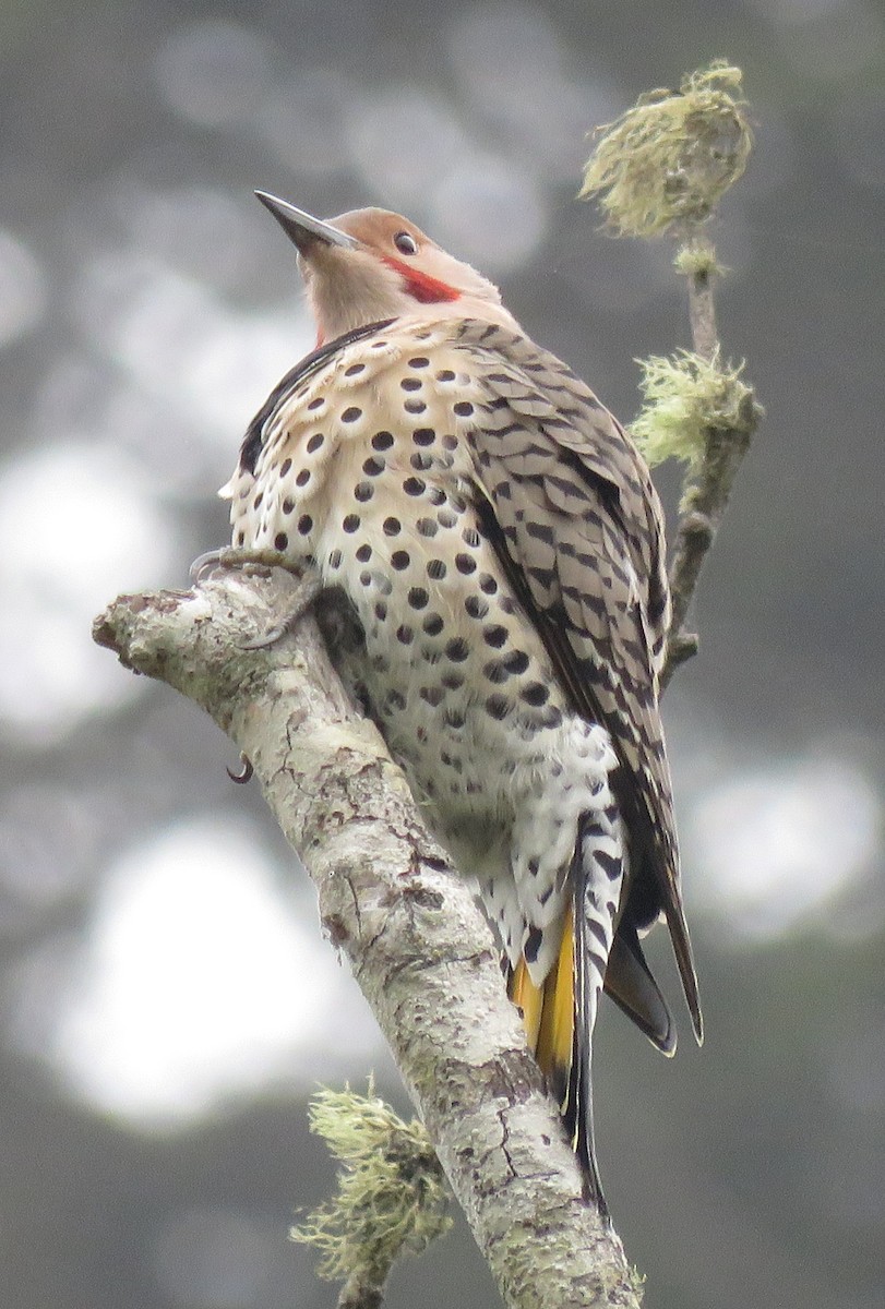 Northern Flicker (Yellow-shafted x Red-shafted) - Colin Meusel