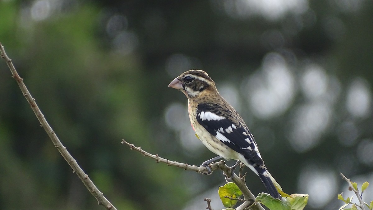 Rose-breasted Grosbeak - ML500812911