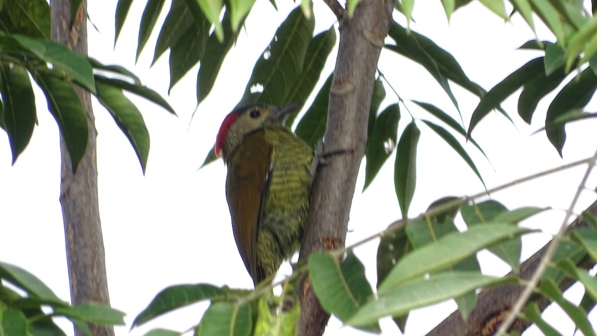 Golden-olive Woodpecker - María Fernanda Cruz Jiménez