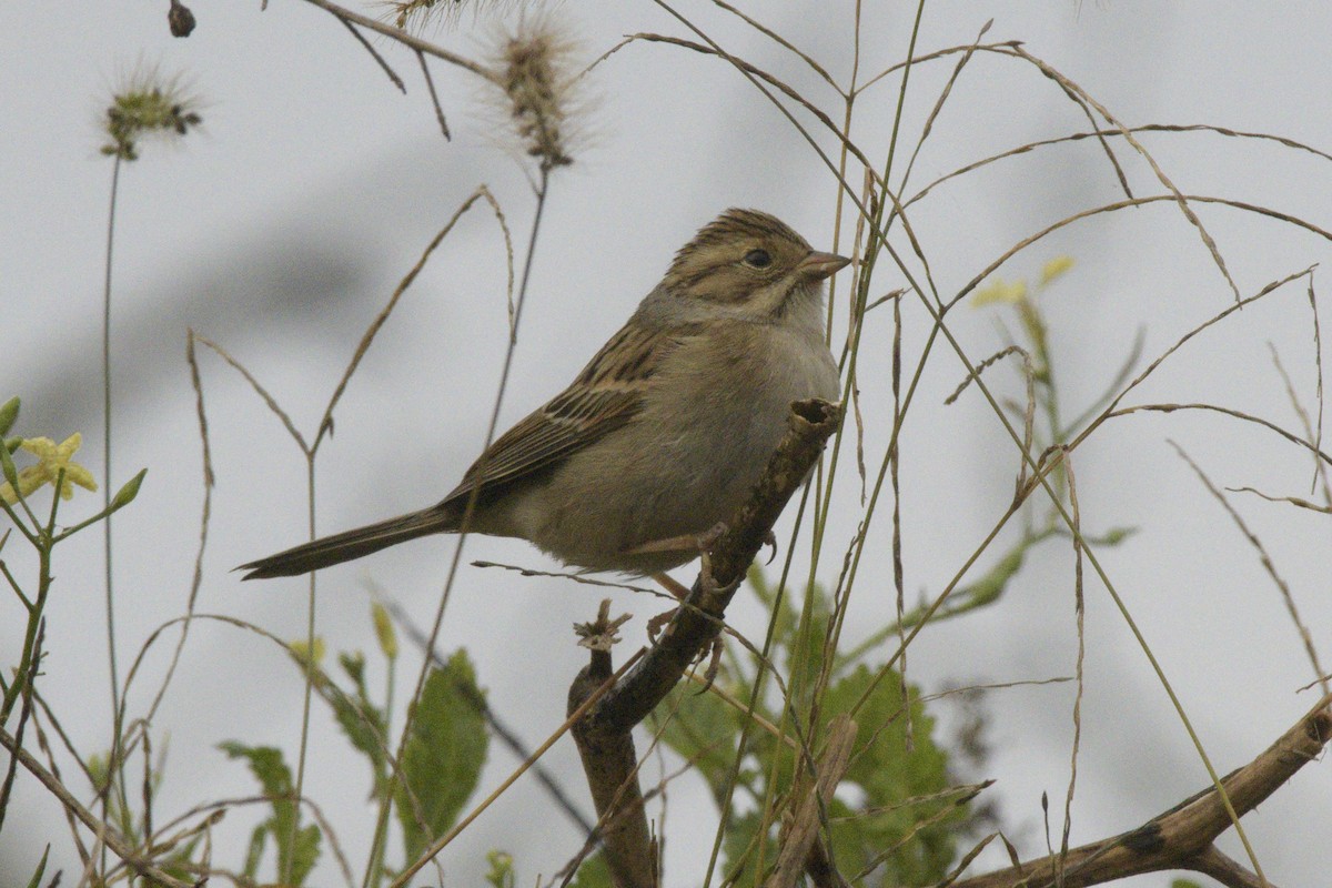 Clay-colored Sparrow - ML500815371