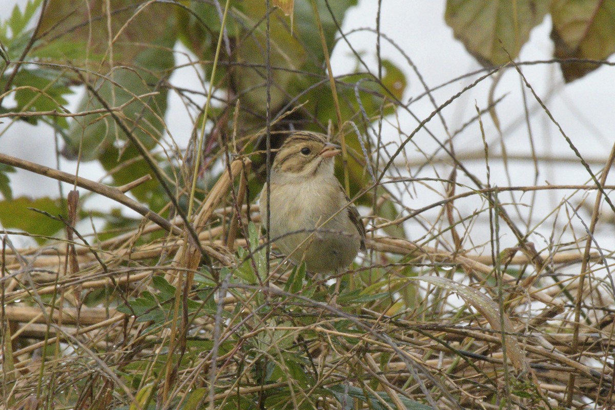 Clay-colored Sparrow - ML500815381