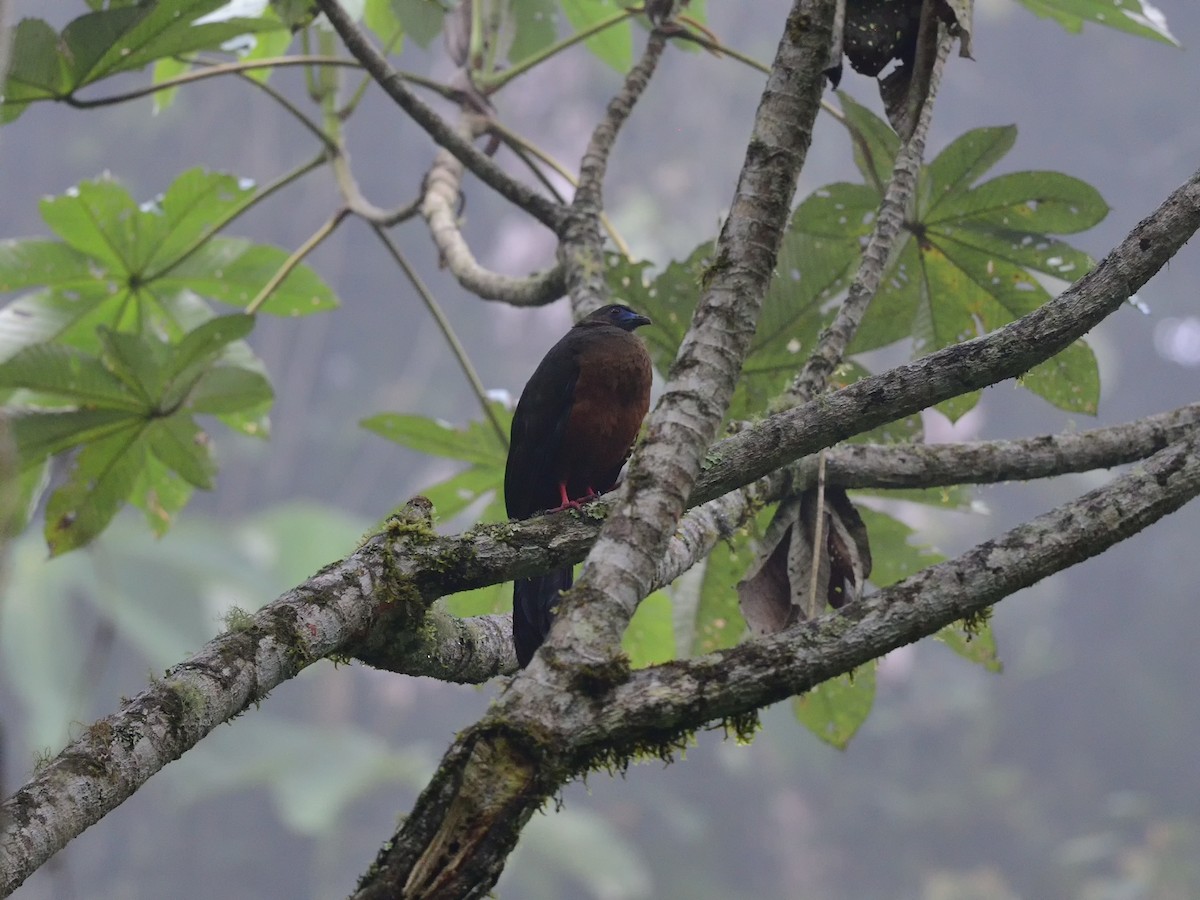 Sickle-winged Guan - ML500815441