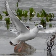 Bonaparte's Gull - ML500815881