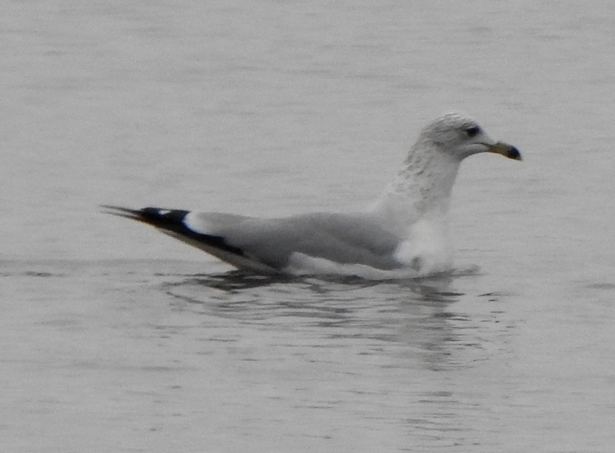 Ring-billed Gull - ML500816341