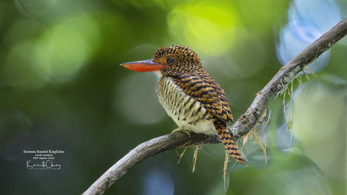 Альціон смугастий (підвид melanops) - ML500816771