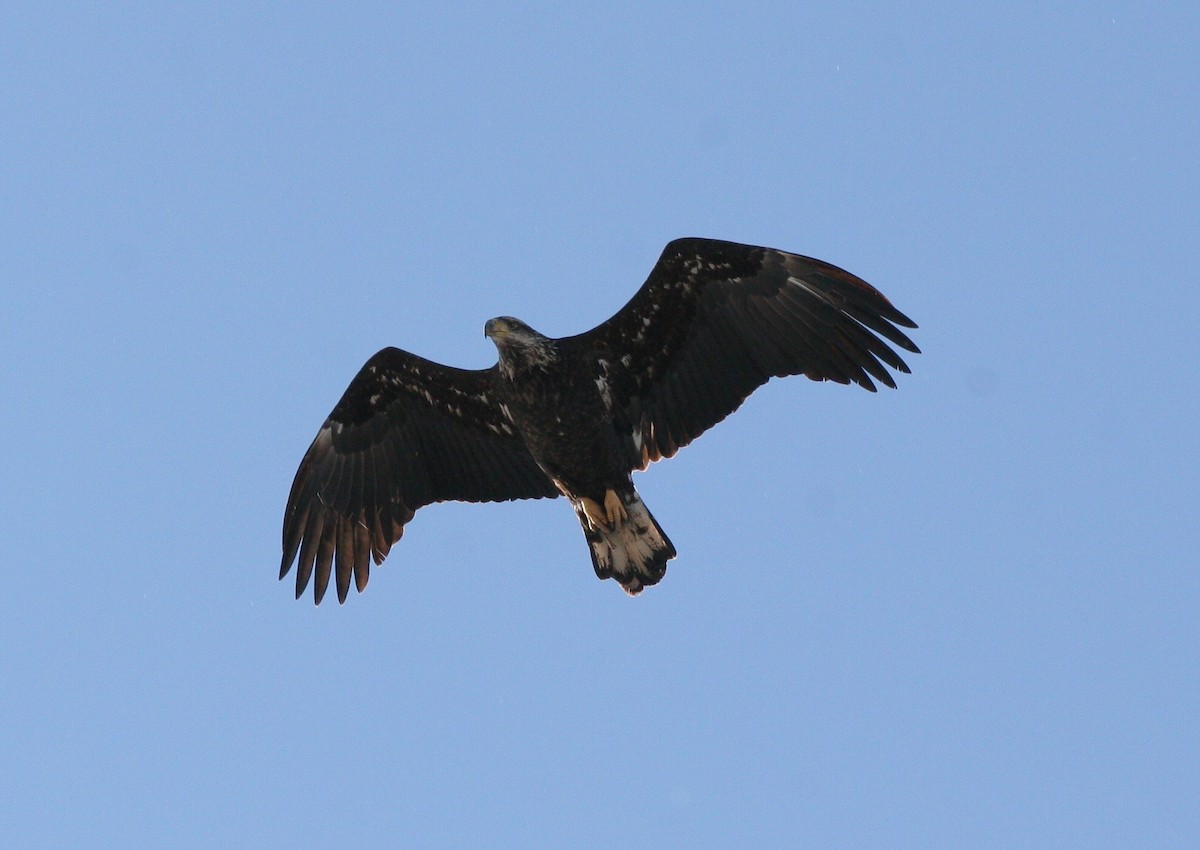 Bald Eagle - ML50081711