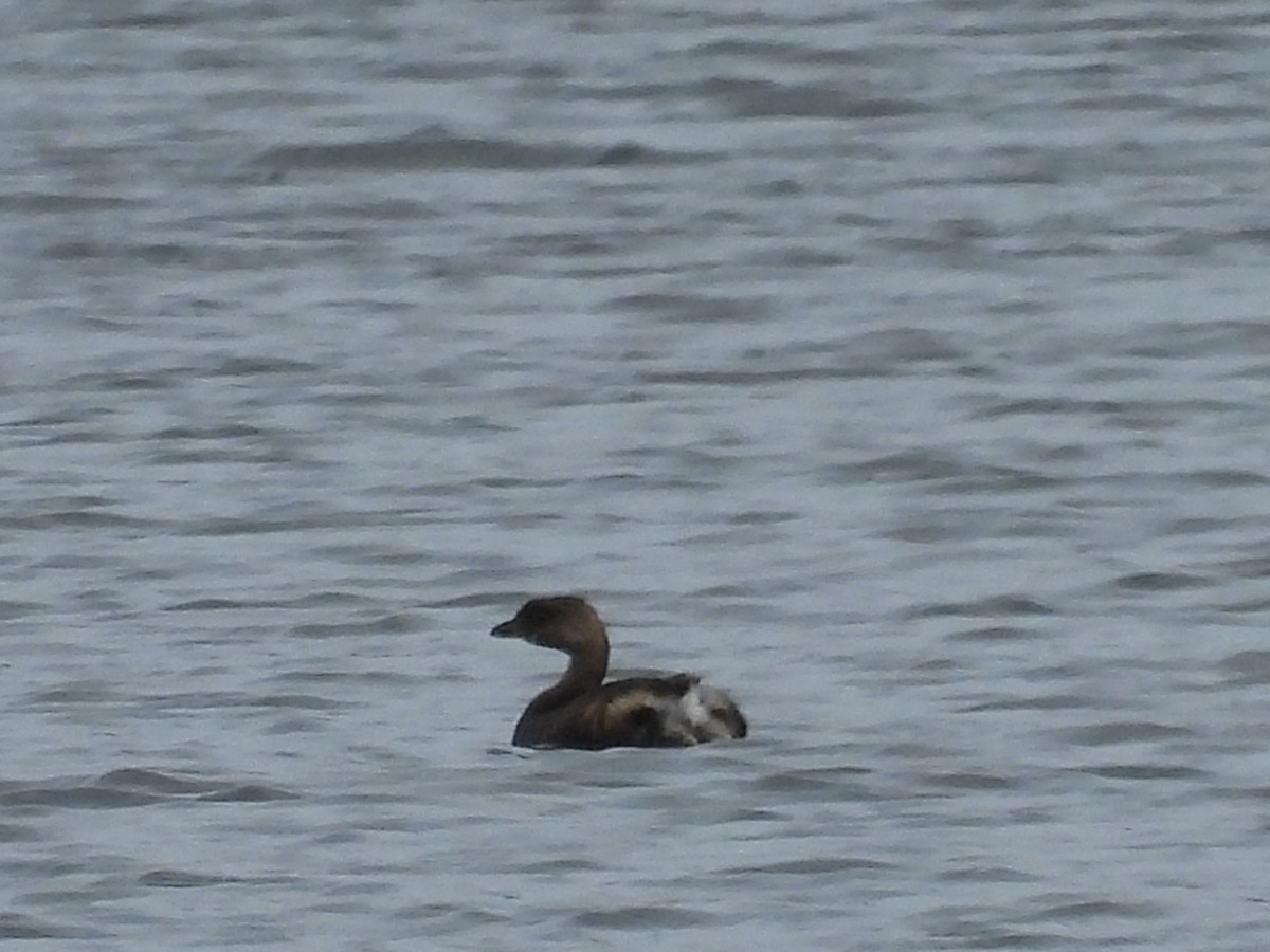 Pied-billed Grebe - ML500817601