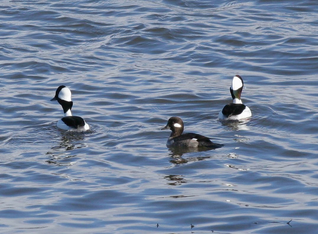 Bufflehead - ML50081761