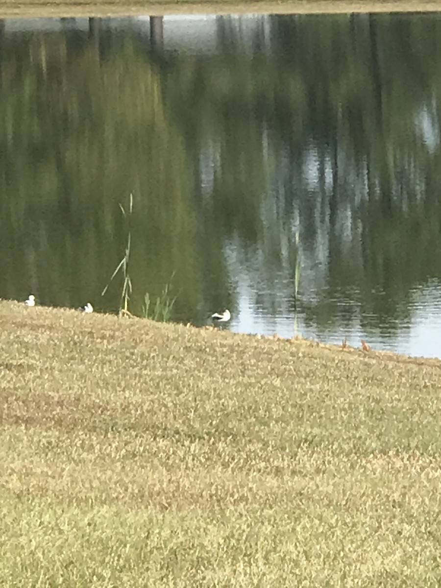 American Avocet - Ginny Koeppen