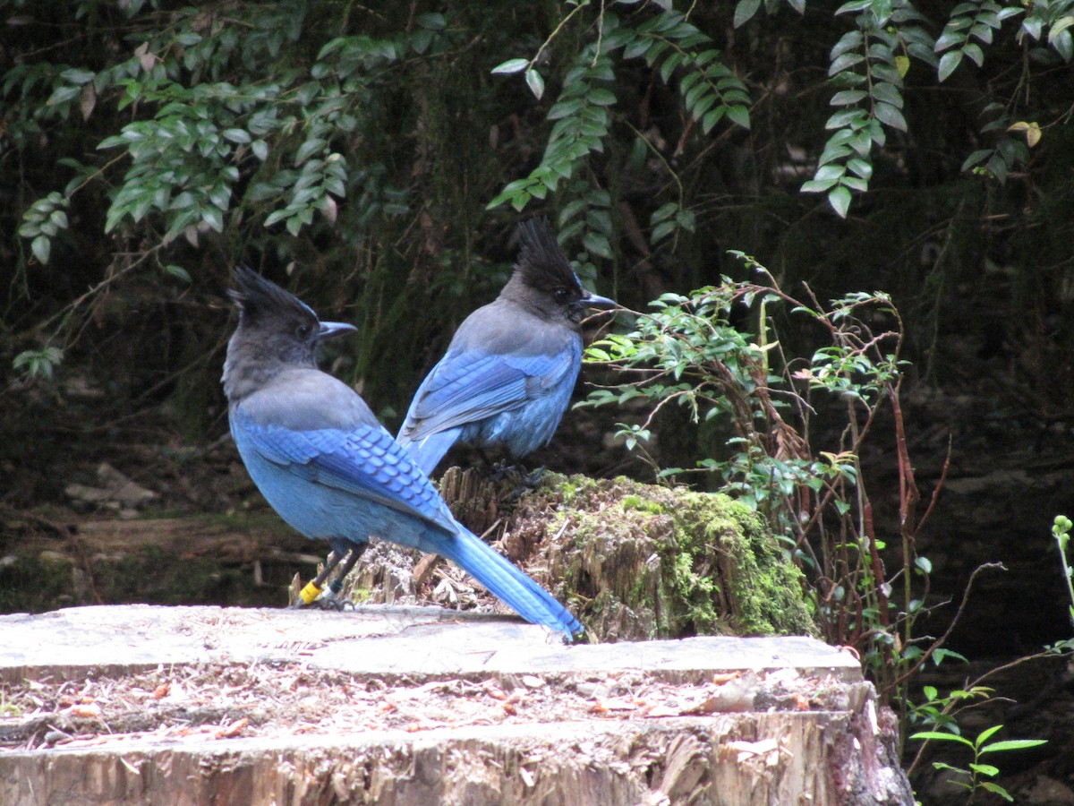 Steller's Jay - ML500818151