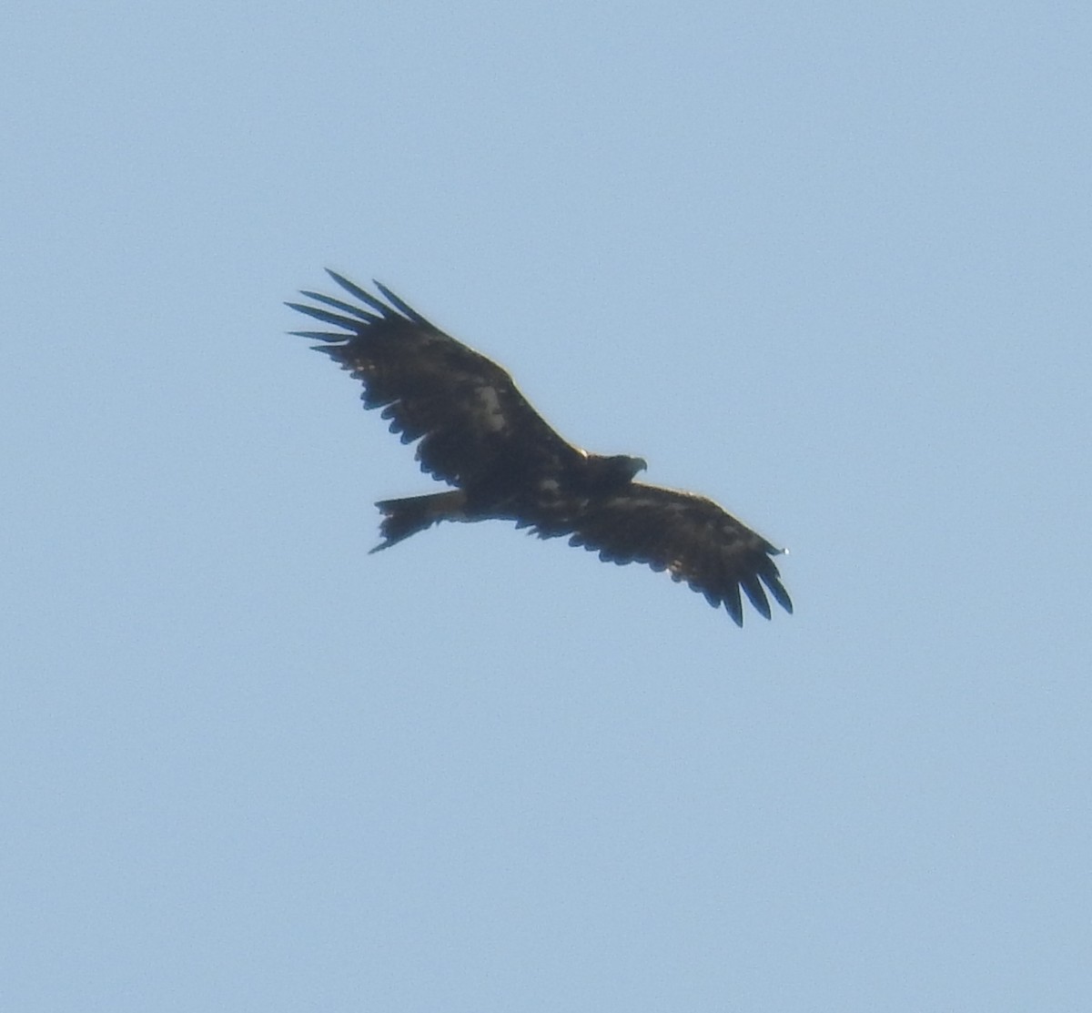 Wedge-tailed Eagle - ML50081841