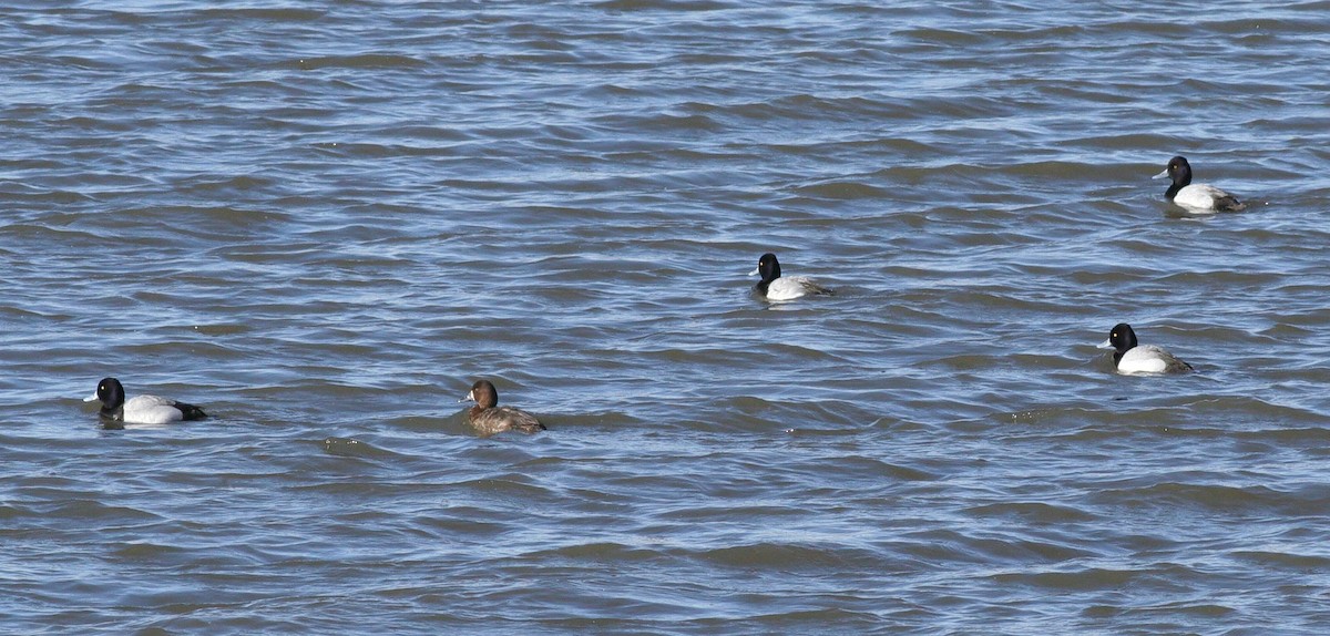 Lesser Scaup - Matthew Bowman