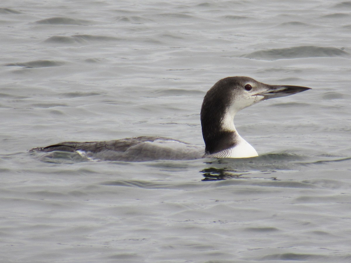 Common Loon - Mike Partridge