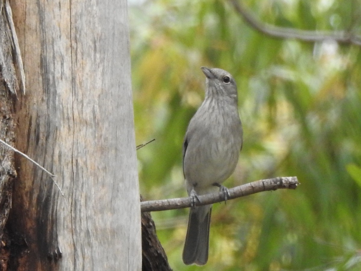 Gray Shrikethrush - ML500820411