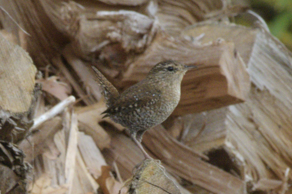 Winter Wren - ML500820511