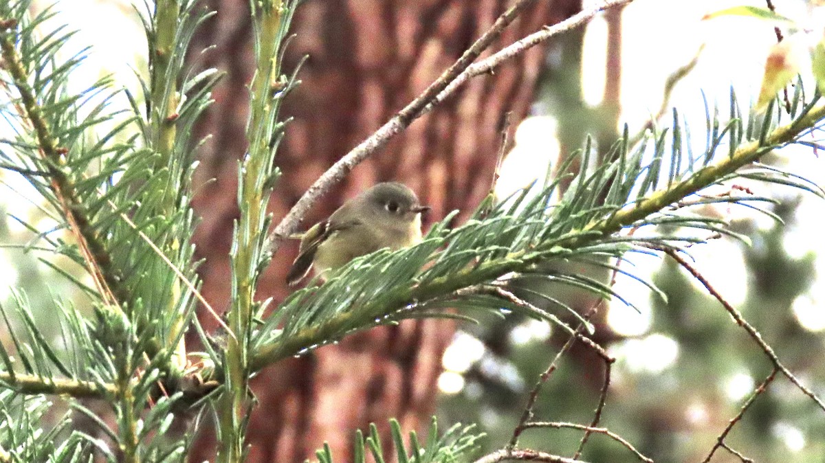 Ruby-crowned Kinglet - ML500820681