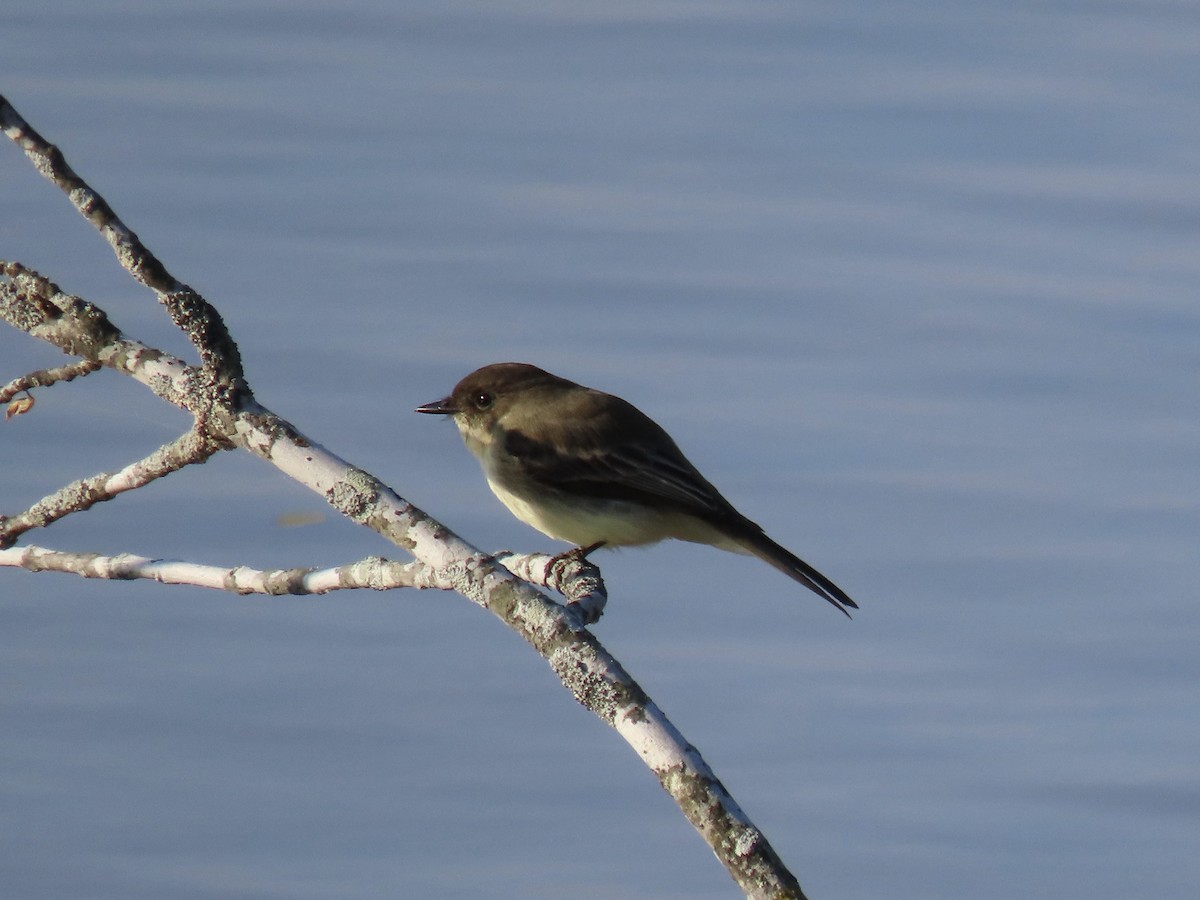 Eastern Phoebe - ML500822041