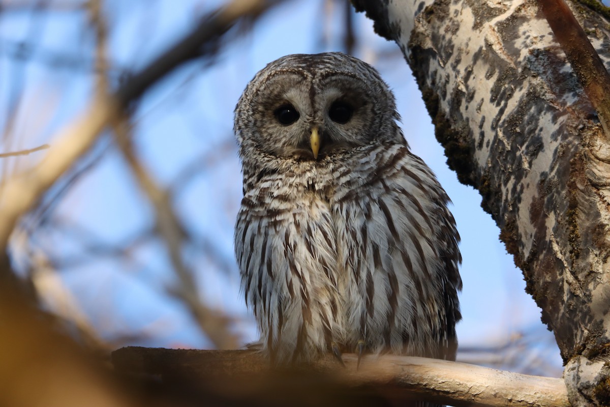 Barred Owl - David Tremblay