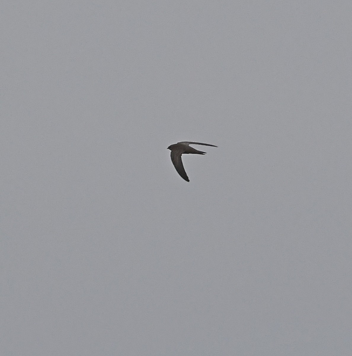 Pallid Swift - ML500822481