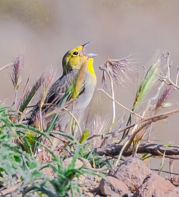 Cinereous Bunting - ML500822531