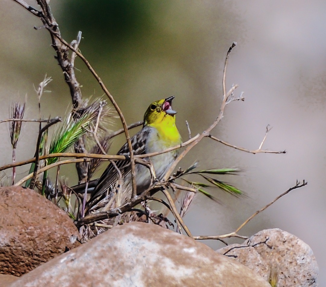 Cinereous Bunting - Jack Volker