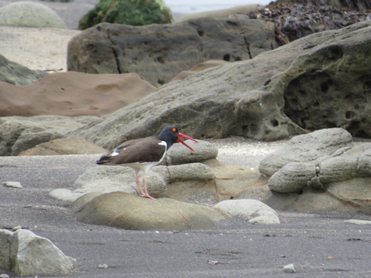 American Oystercatcher - ML500824221