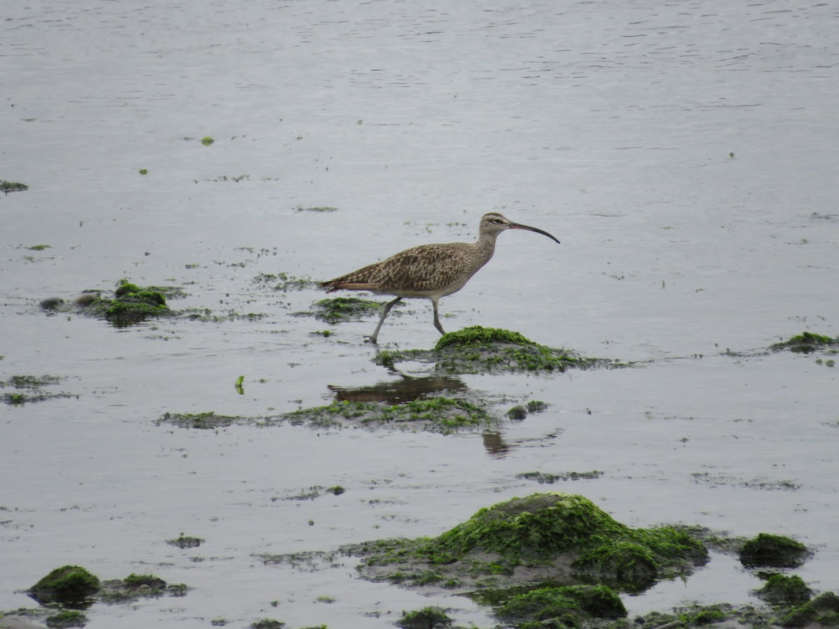 Whimbrel - ML500824381