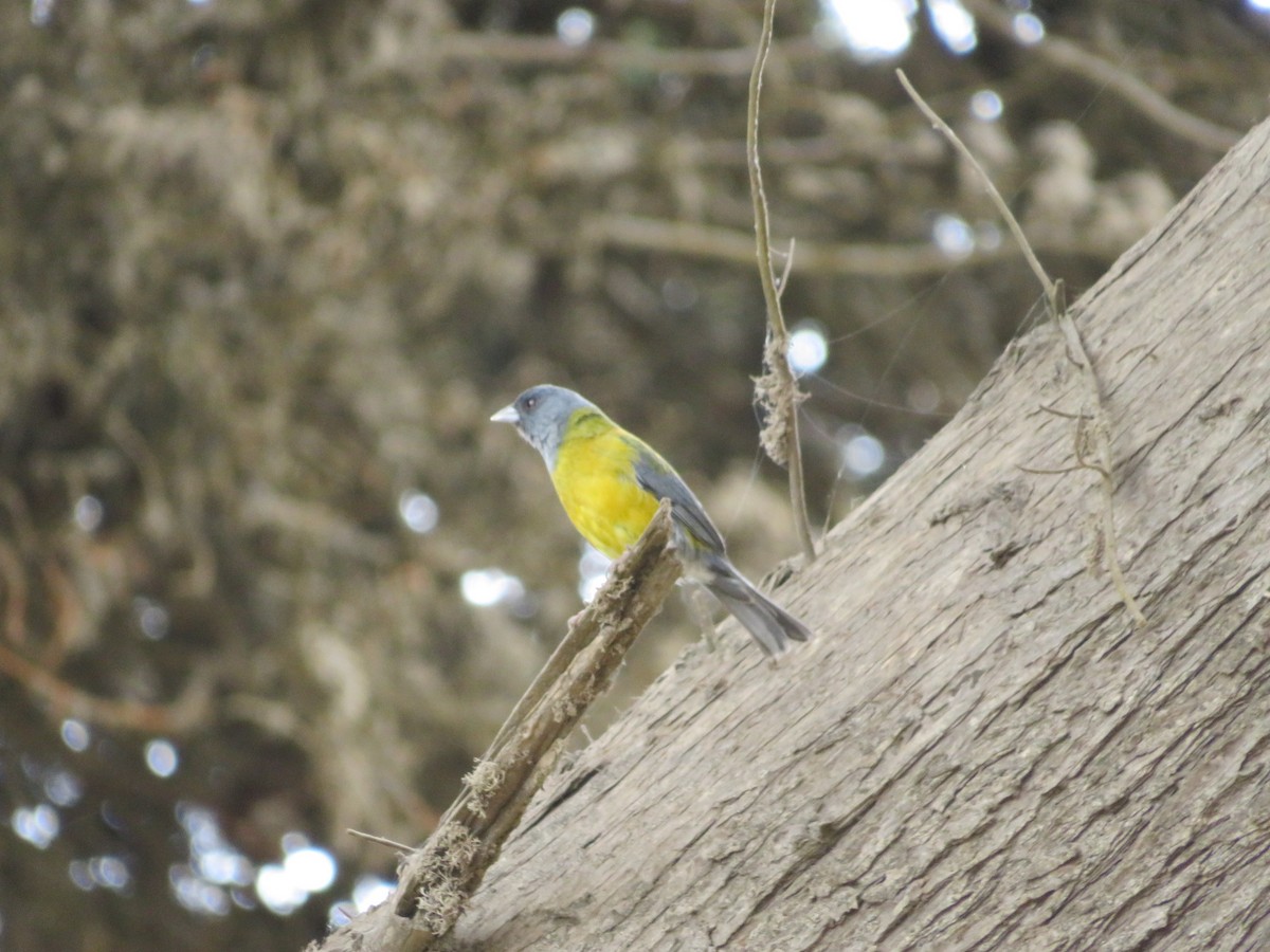 Gray-hooded Sierra Finch - ML500824521