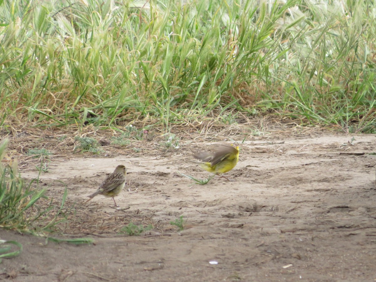 Grassland Yellow-Finch - ML500824661