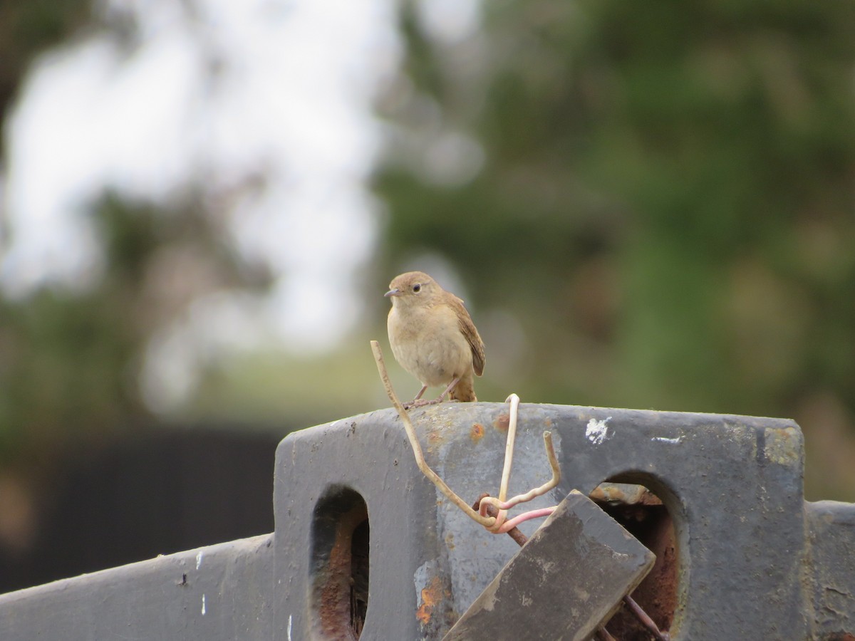 House Wren - ML500824701