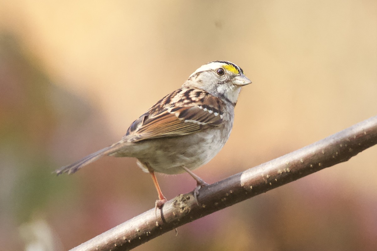 White-throated Sparrow - ML500825191