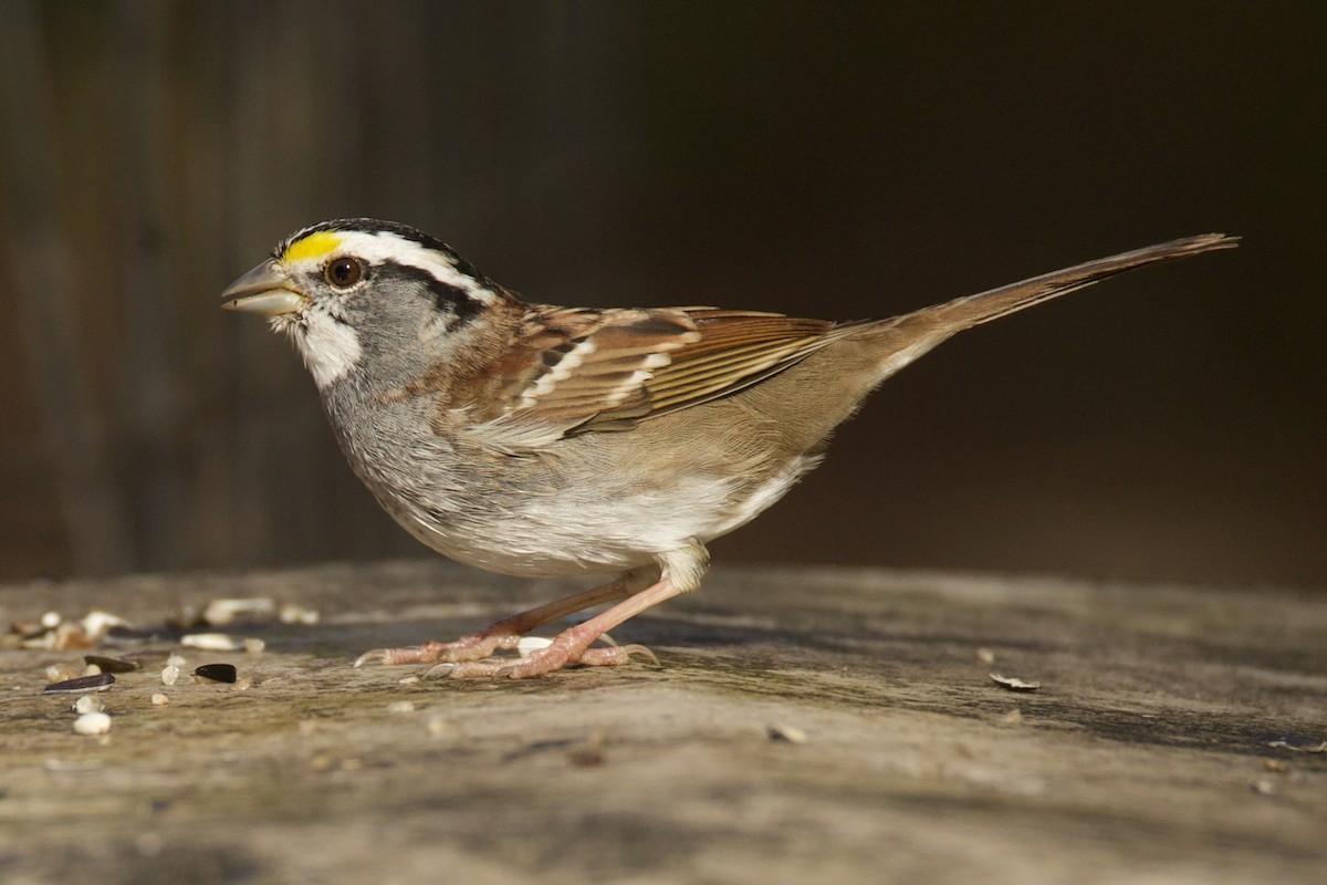White-throated Sparrow - ML500825311