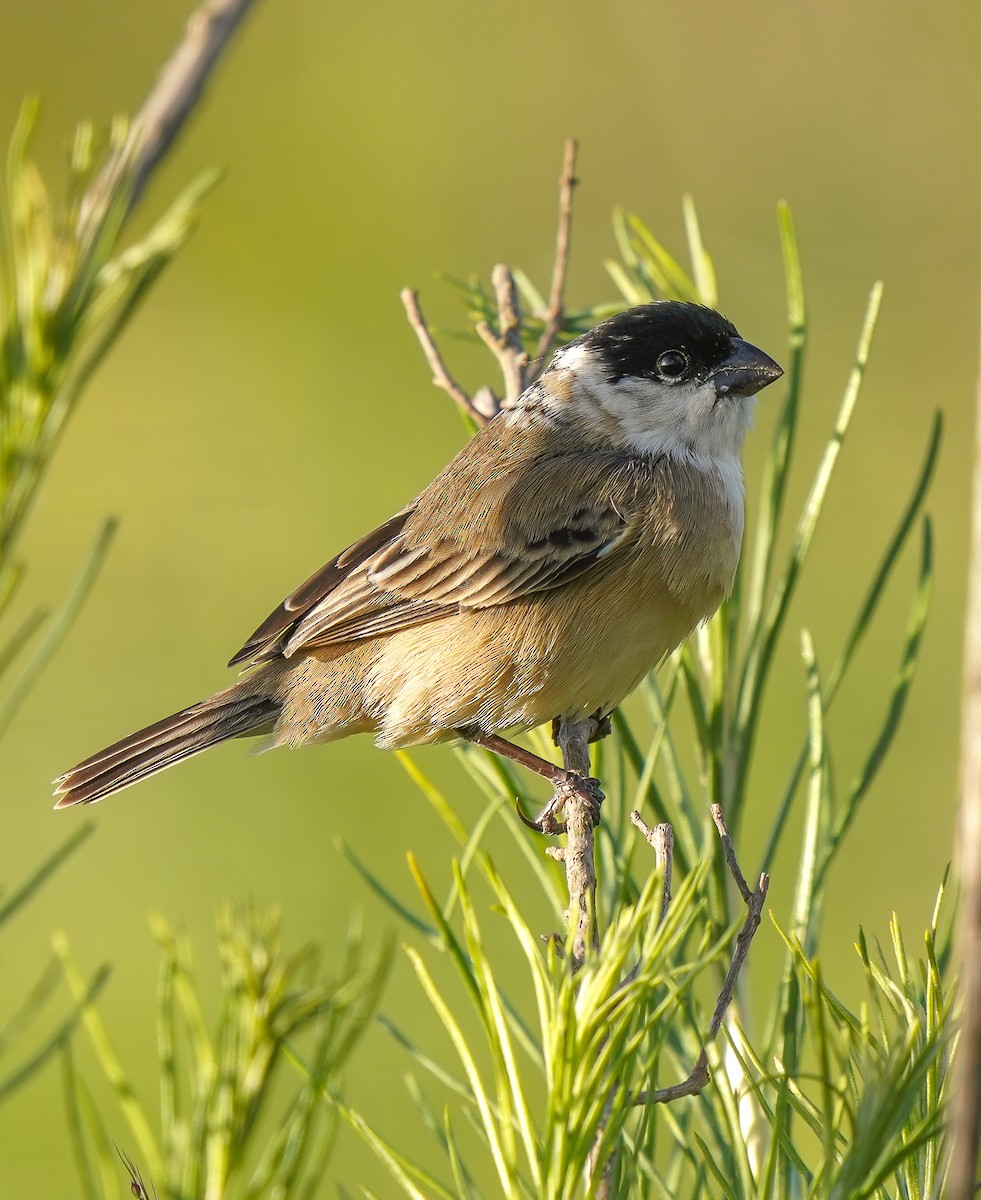 Pearly-bellied Seedeater - ML500825451