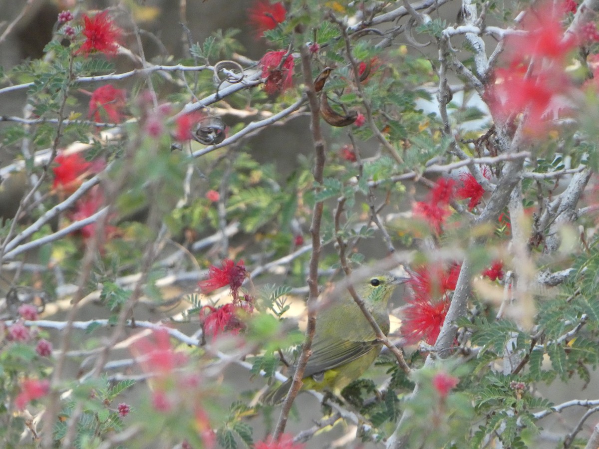 Orange-crowned Warbler - ML500825601