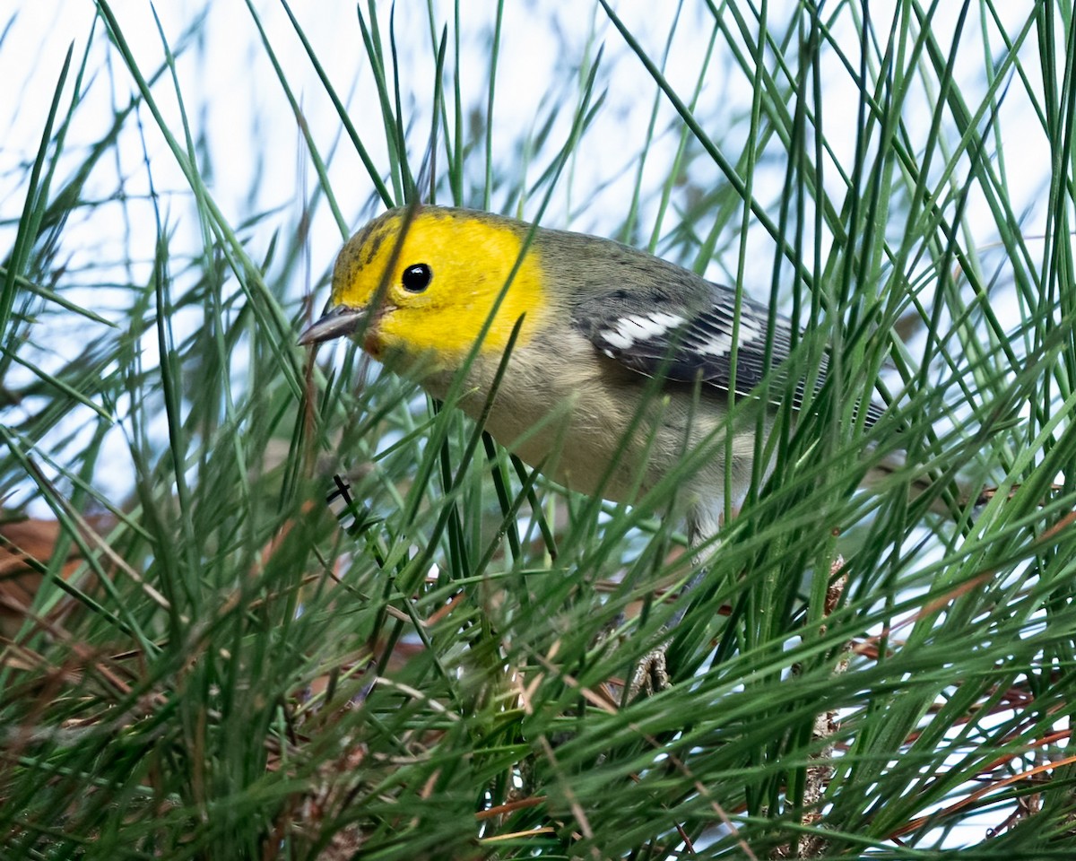 Paruline à tête jaune - ML500827251