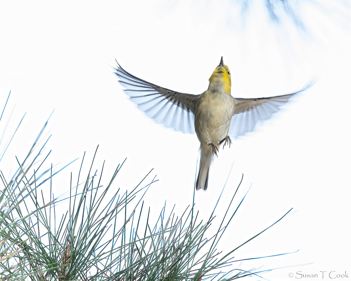 Hermit Warbler - Sue Cook