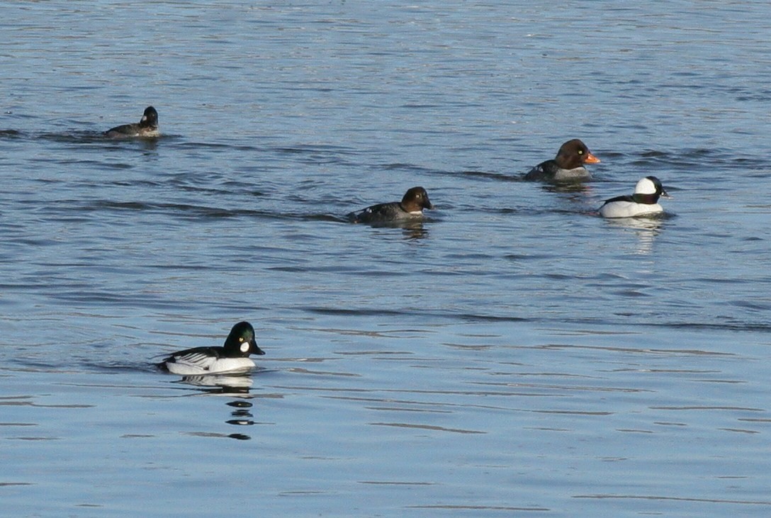 Barrow's Goldeneye - ML50082741