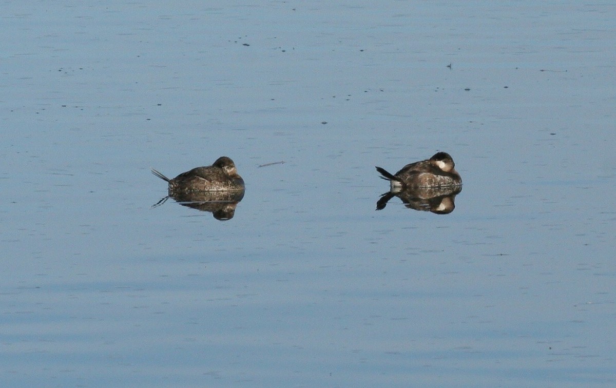 Ruddy Duck - ML50082801