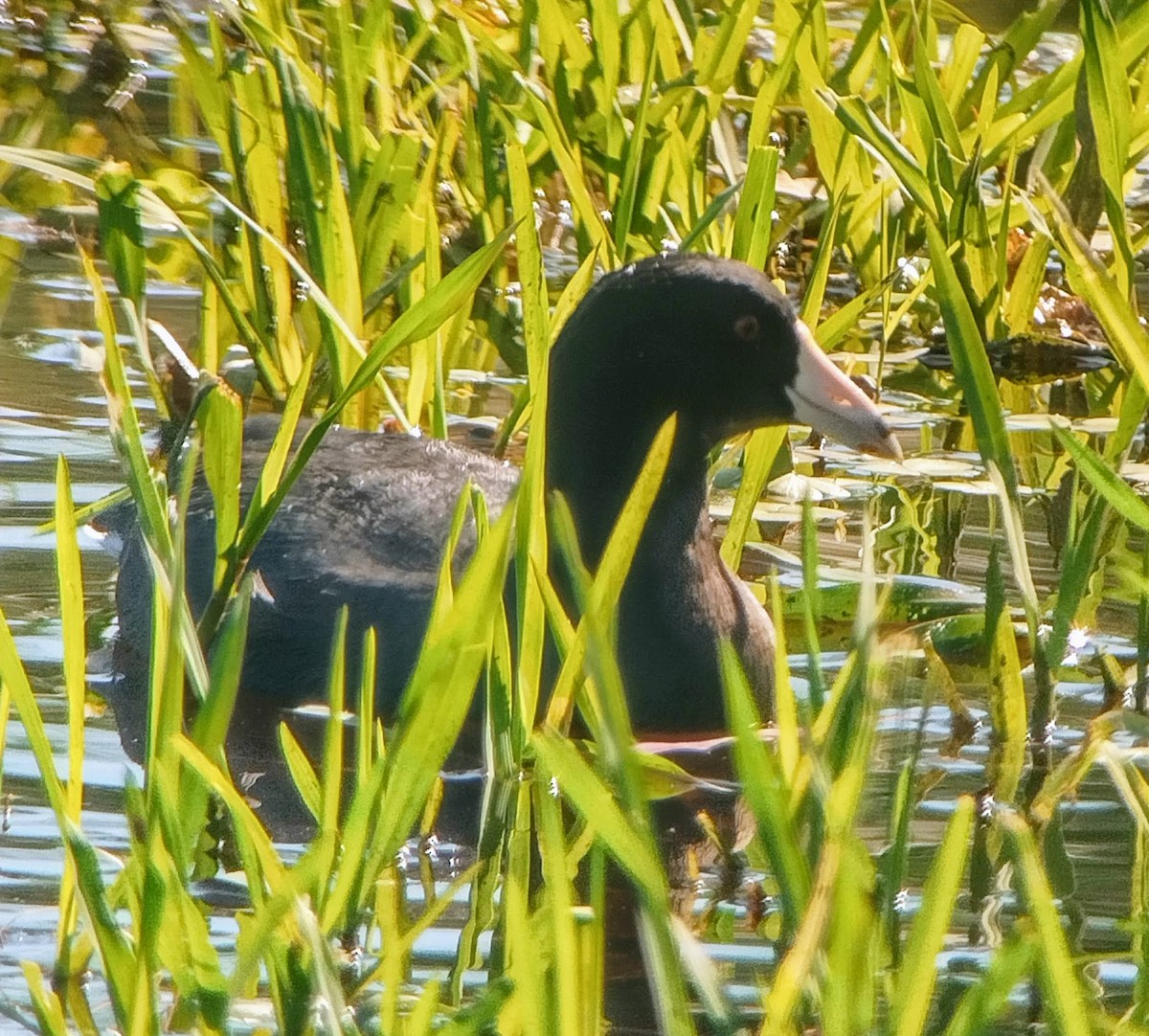 American Coot - ML500828921