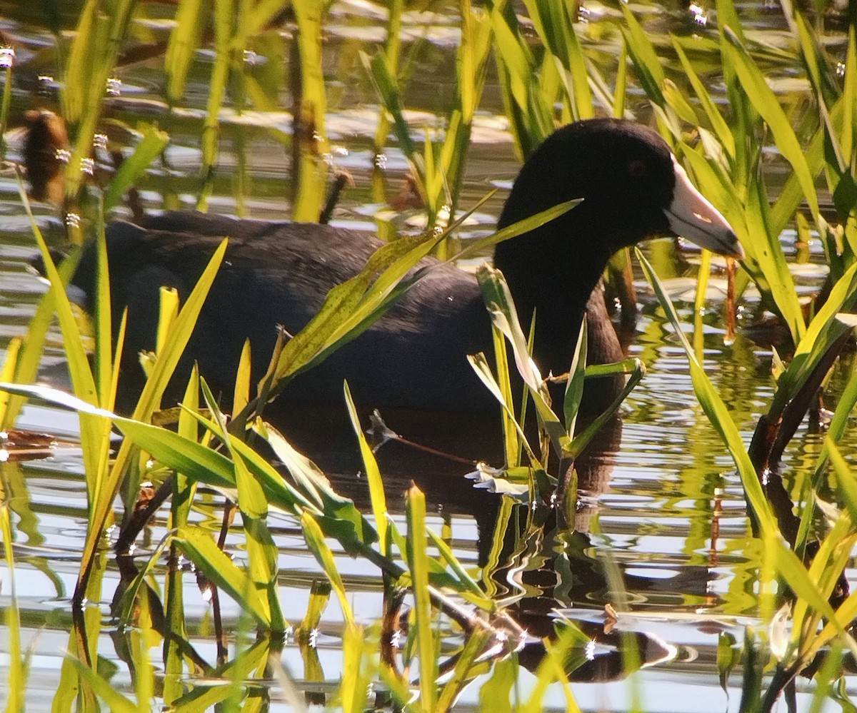 American Coot - ML500828941