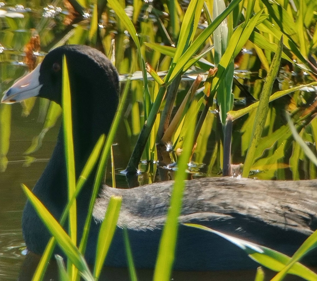 American Coot - ML500828951