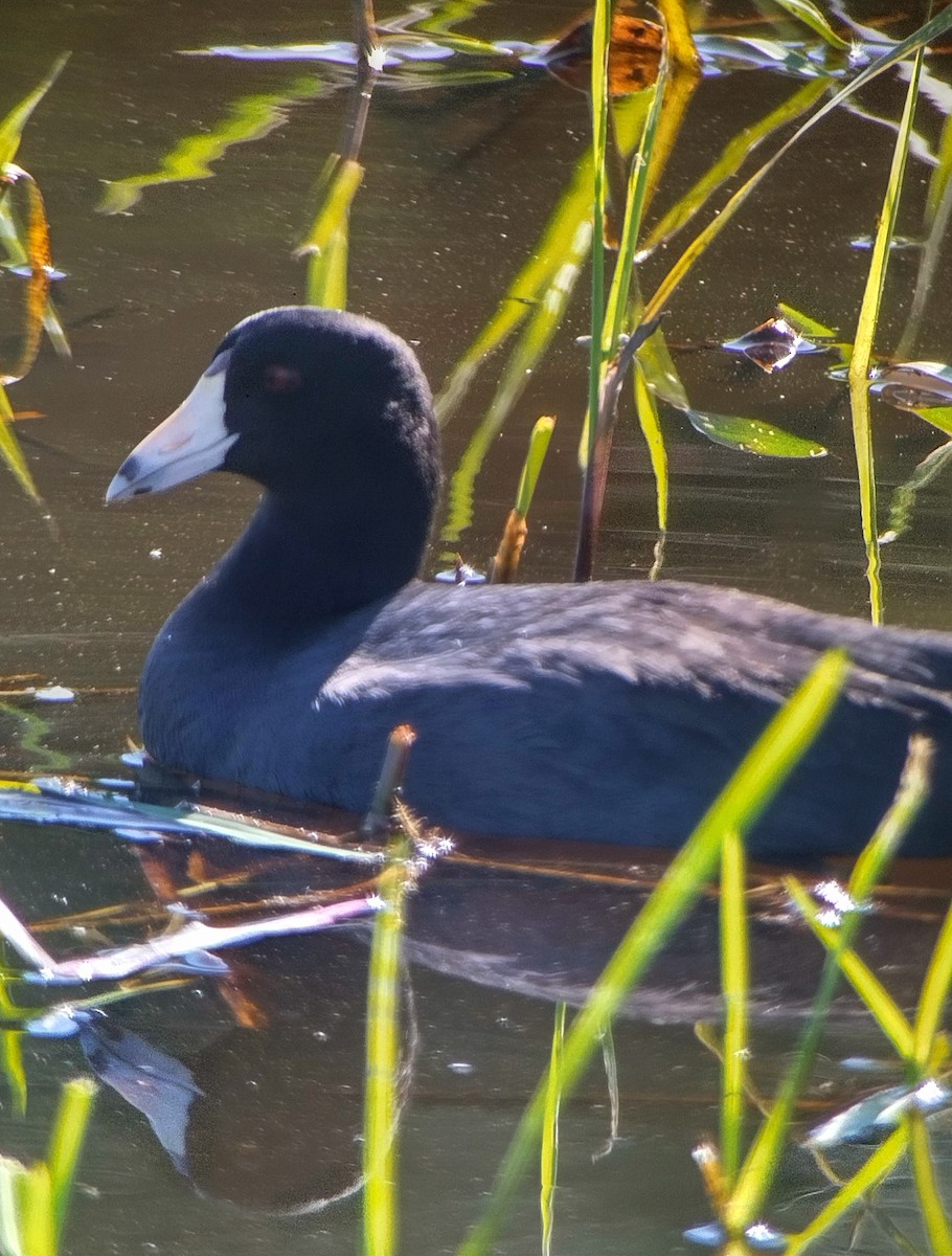 American Coot - ML500828961