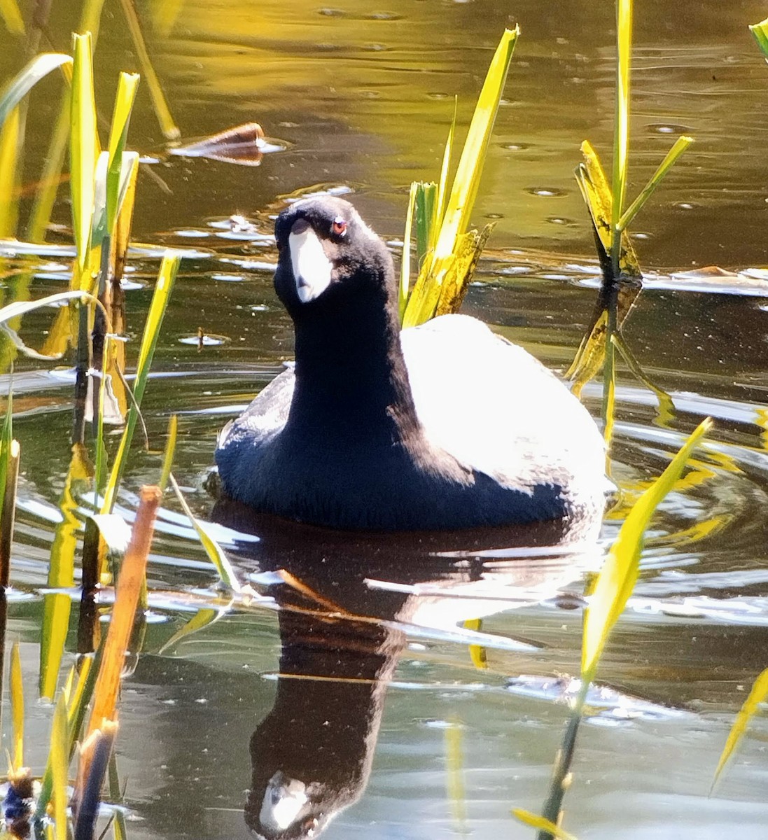 American Coot - ML500828971