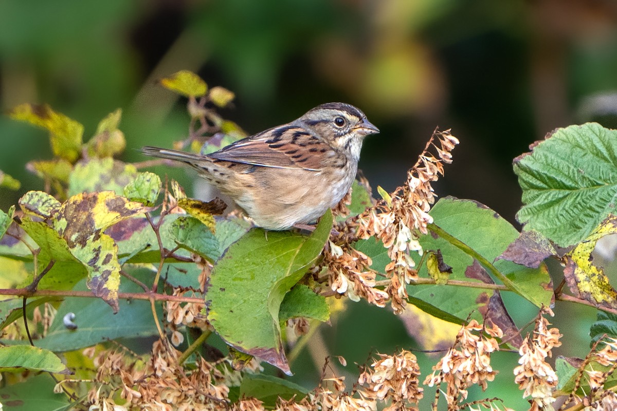 Swamp Sparrow - ML500829001