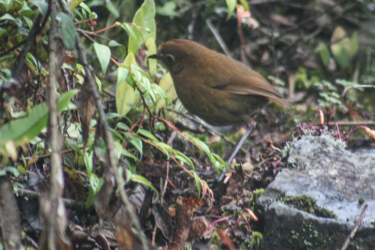 Puno Antpitta - ML500829321