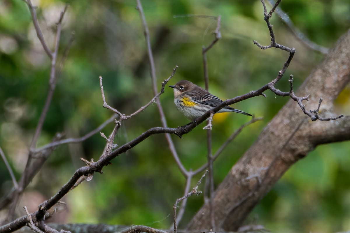 Yellow-rumped Warbler - Anonymous