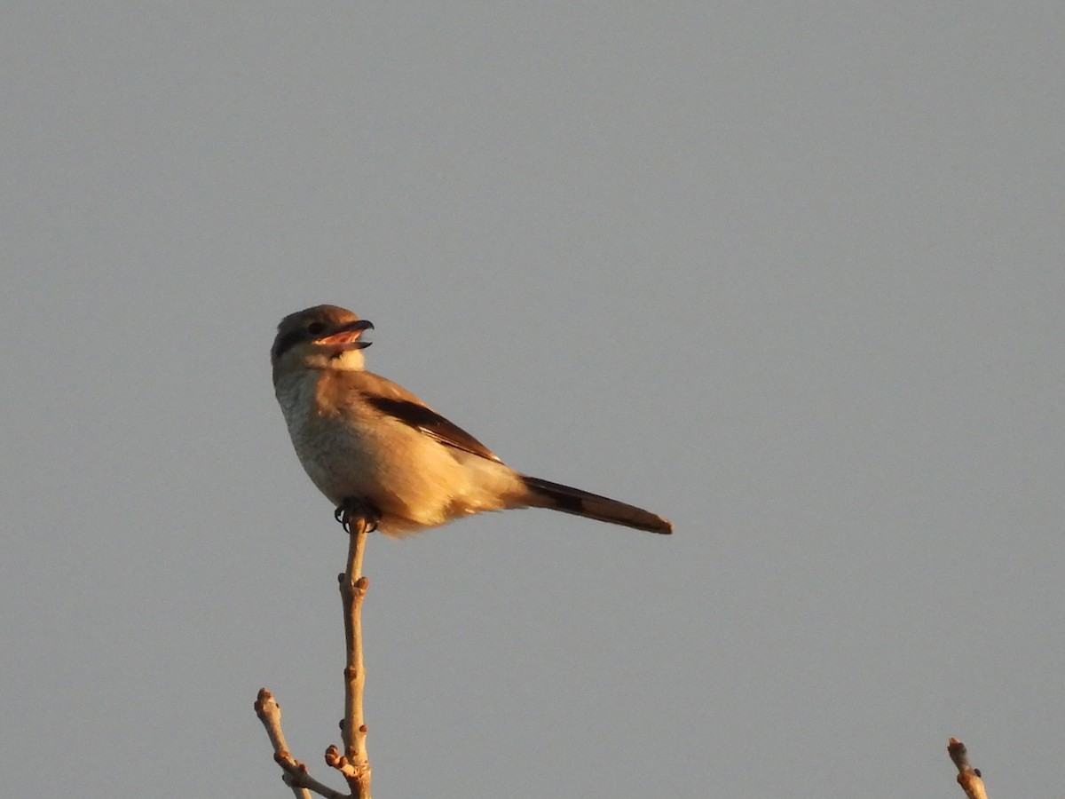 Northern Shrike - Philippe Jobin