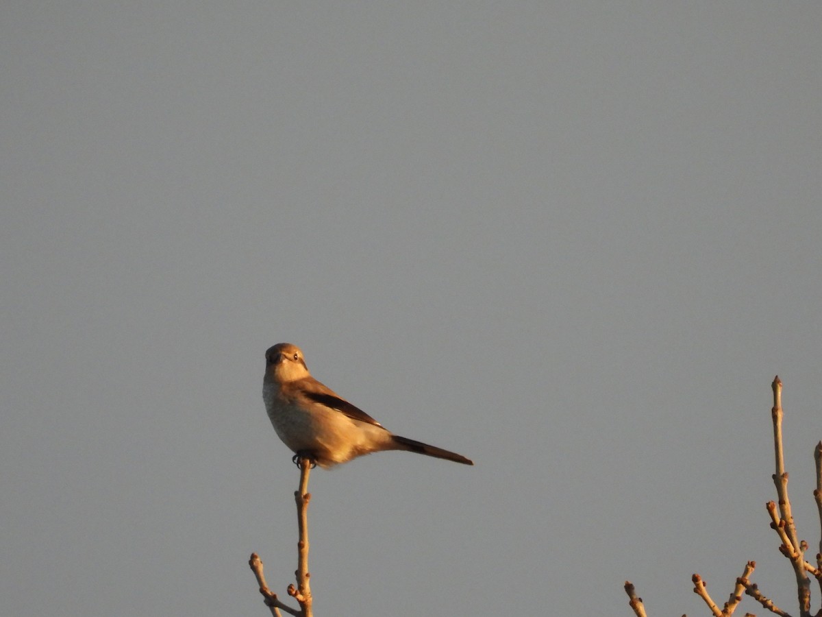 Northern Shrike - ML500832381