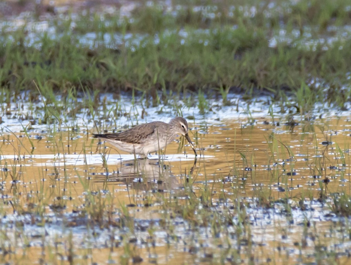 Stilt Sandpiper - Walter De Boever