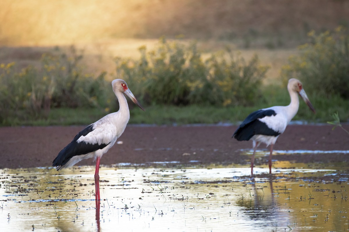 Maguari Stork - Walter De Boever